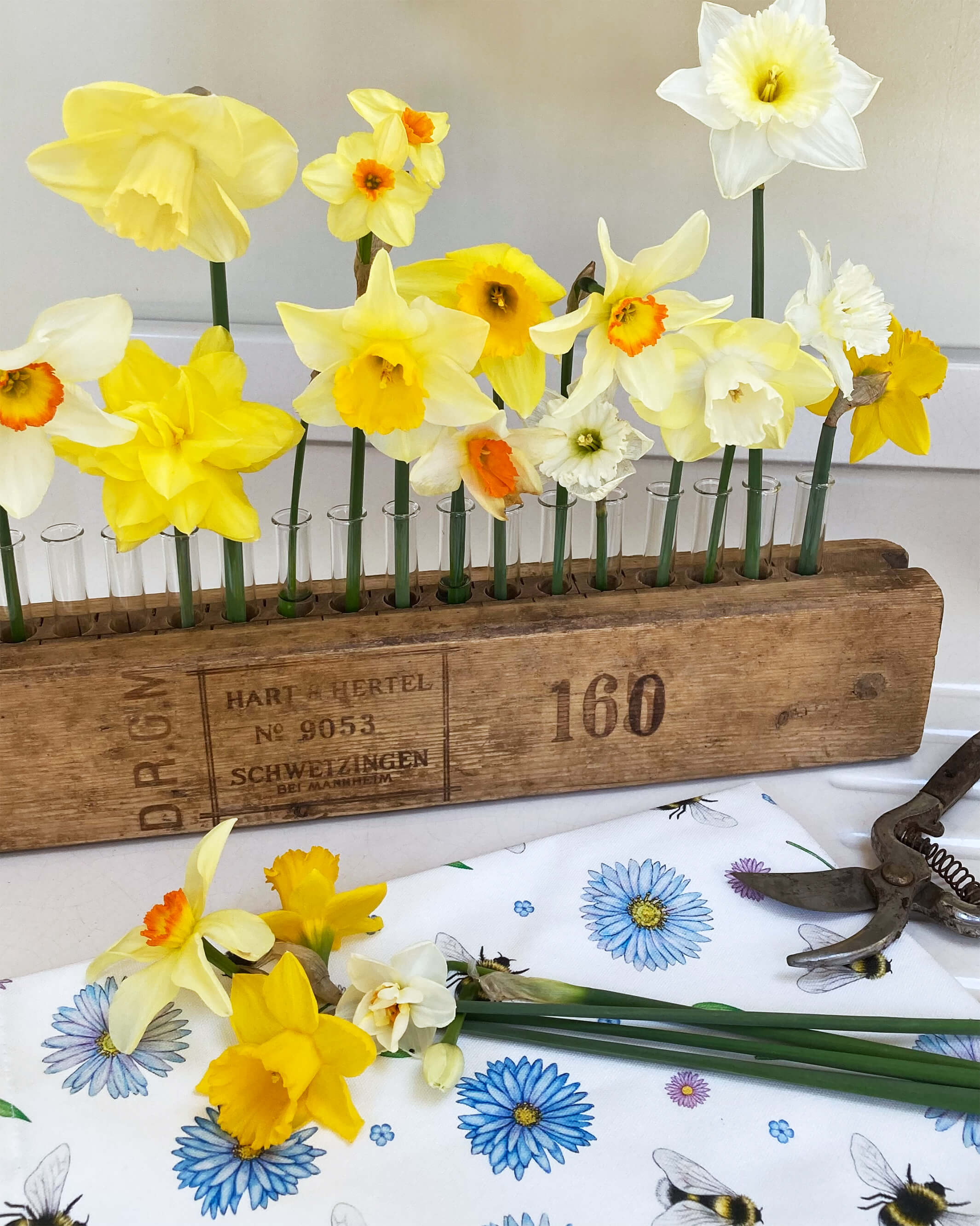 Daffodils